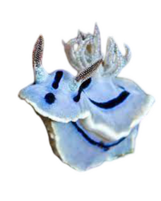 IRL IMAGE OF SEA SLUG