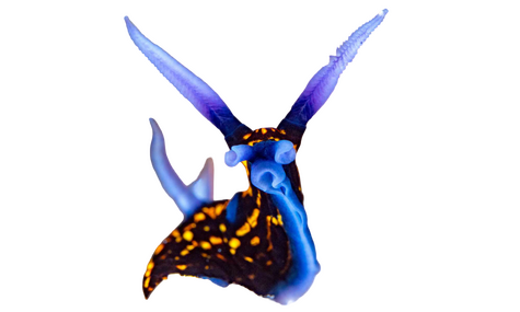 IRL IMAGE OF SEA SLUG