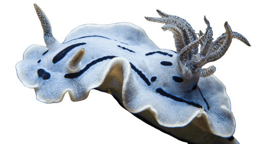 IRL IMAGE OF SEA SLUG