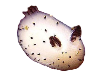 IRL IMAGE OF SEA SLUG