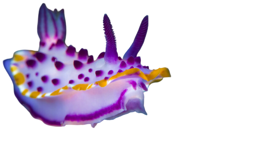 IRL IMAGE OF SEA SLUG
