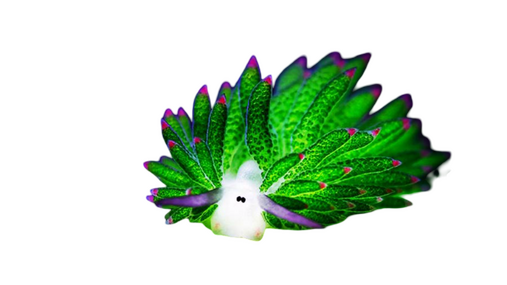 IRL IMAGE OF SEA SLUG
