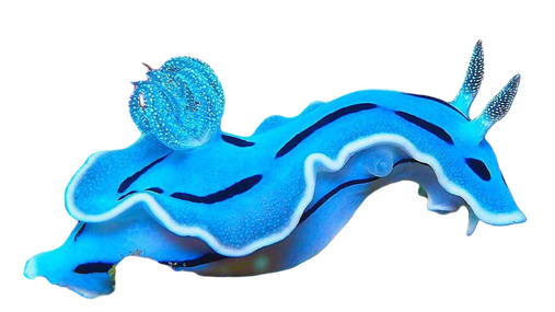 IRL IMAGE OF SEA SLUG